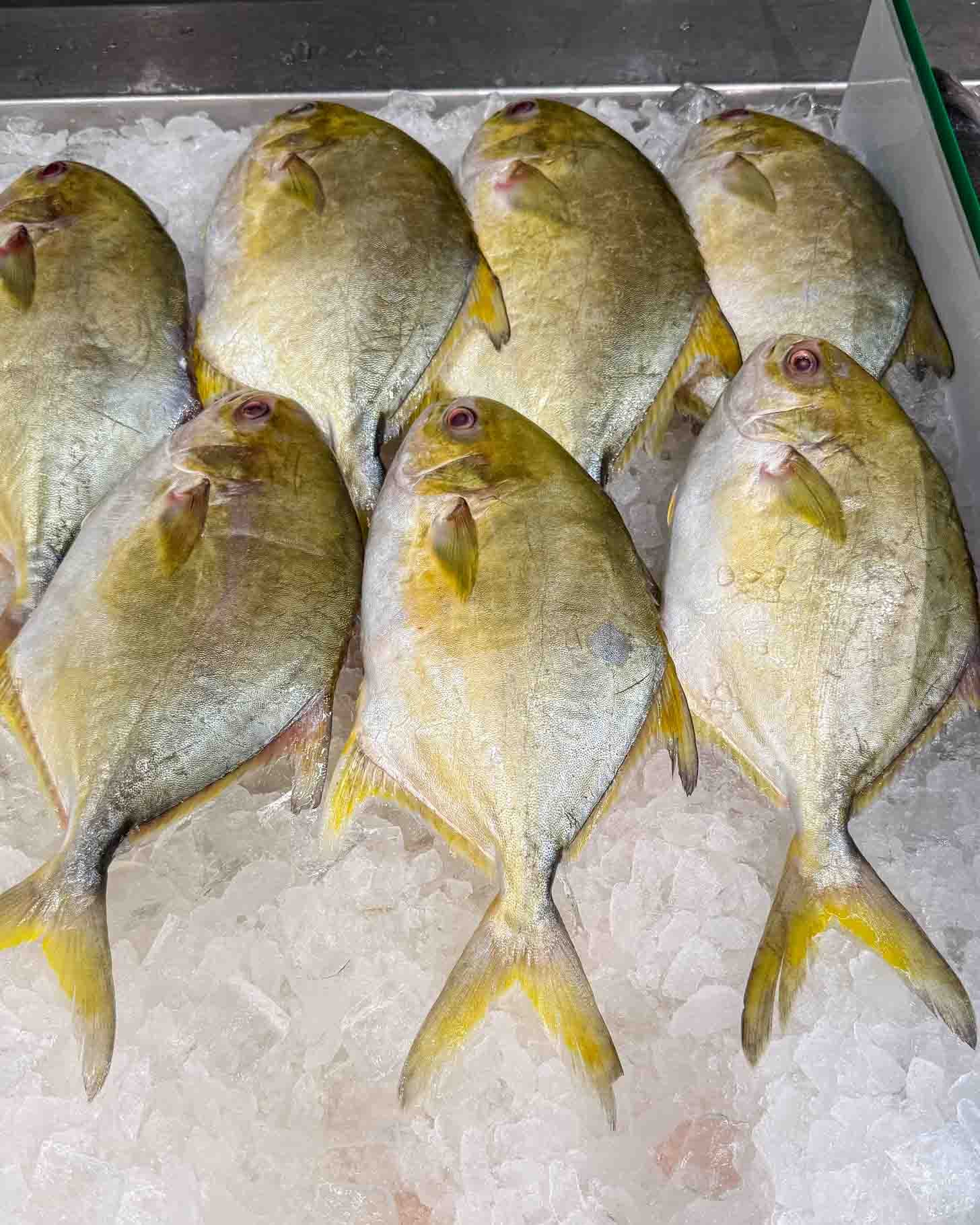 Nine whole, yellow and silver fish are arranged side by side on a bed of crushed ice in a display case.
